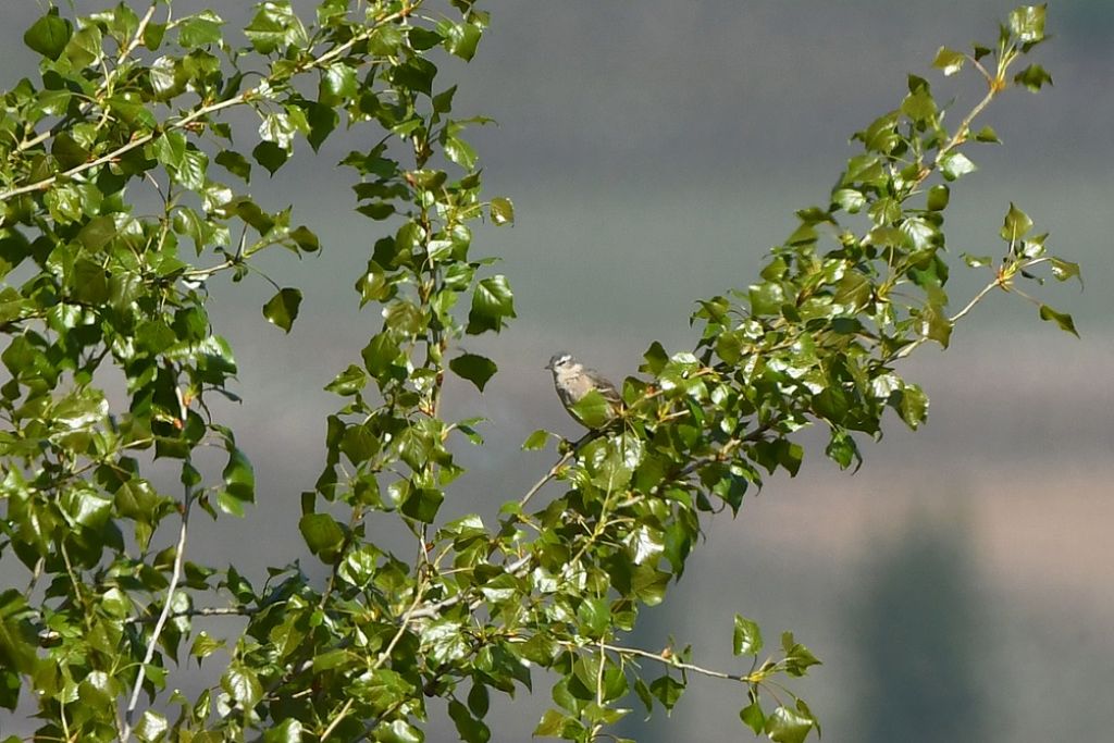 Chi  ?....E'' un Spioncello (Anthus spinoletta)