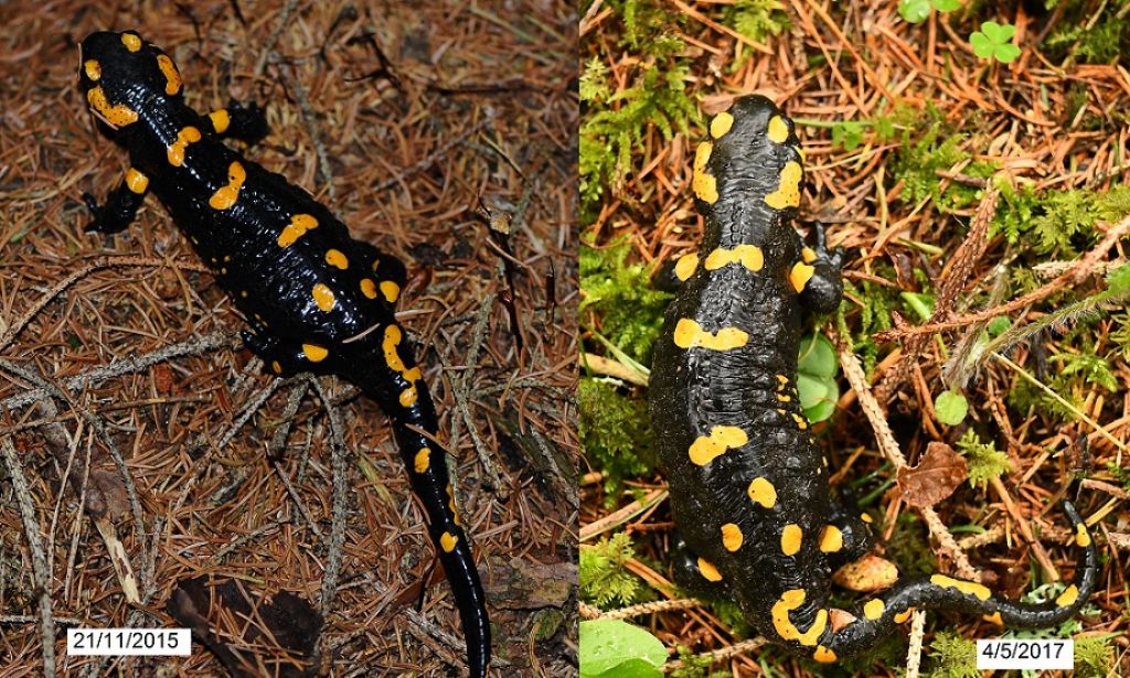 Salamandra salamandra