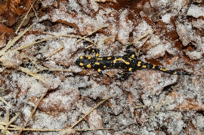 Salamandra pezzata sotto la neve