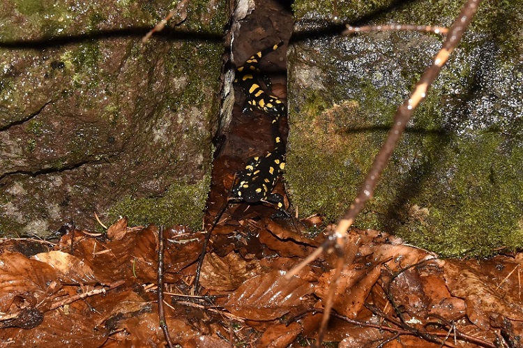 Salamandra pezzata sotto la neve