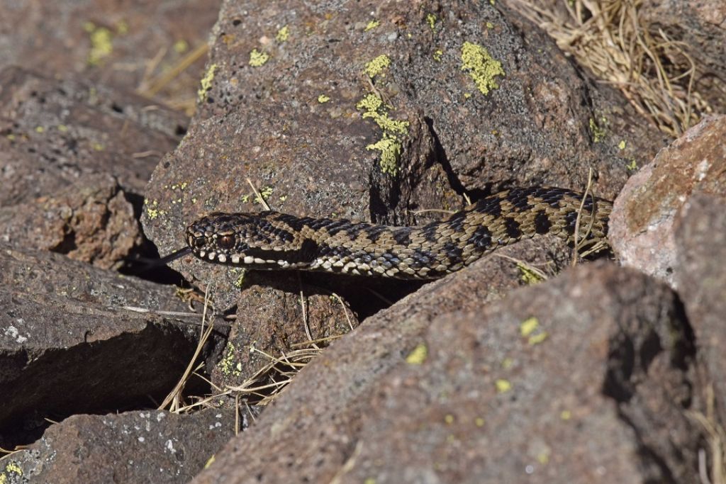 Vipera berus