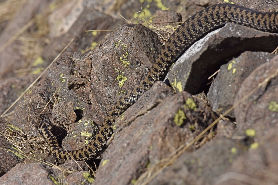 Vipera berus