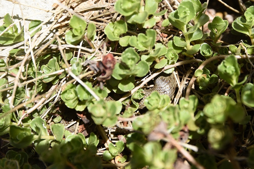 Coronella austriaca