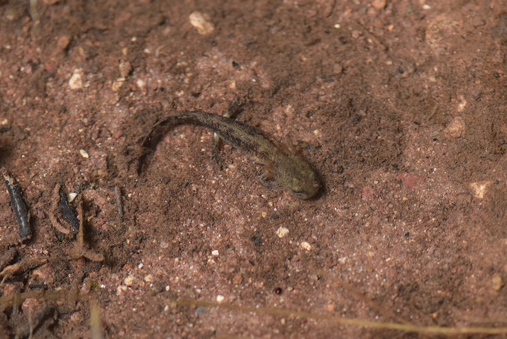 larva di Salamandra salamandra