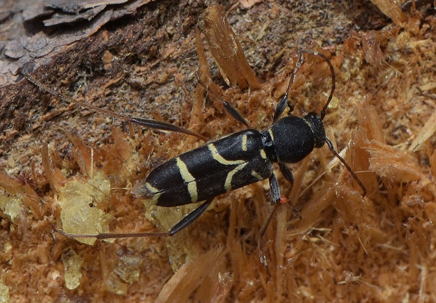 Clytus lama (Cerambycidae) predato da Rhynocoris sp. (Eterottero Reduviidae)