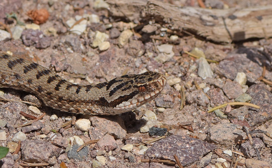 Vipera berus