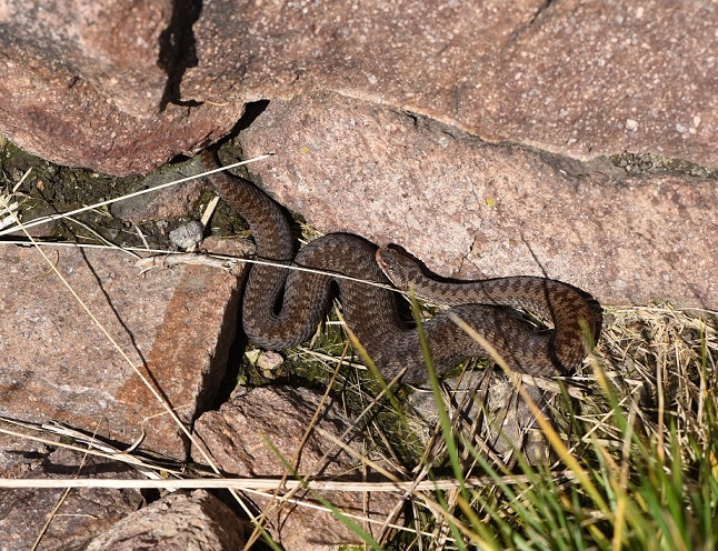 Vipera berus del Passo Lavaze