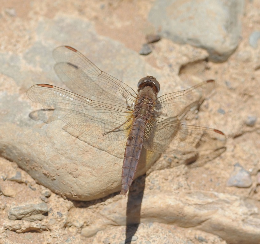 femmina di Crocothemis erytharea