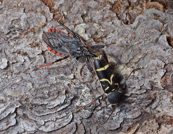 Clytus lama (Cerambycidae) predato da Rhynocoris sp. (Eterottero Reduviidae)