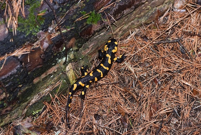 Salamandra salamandra