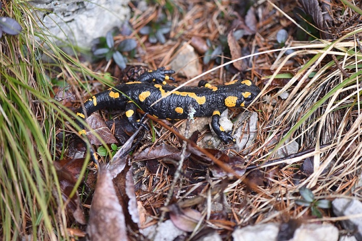 Salamandra salamandra