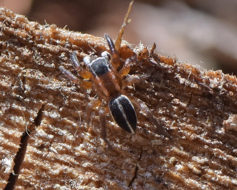 Salticidae:   Phlegra sp.  - Capriana (TN)