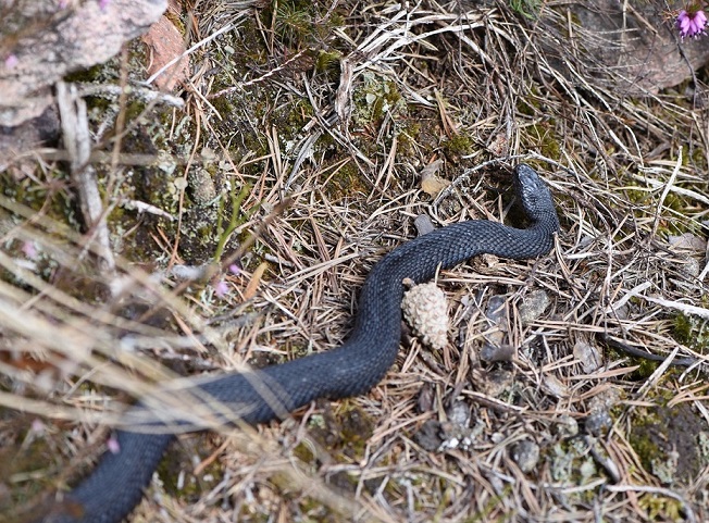 Vipera aspis