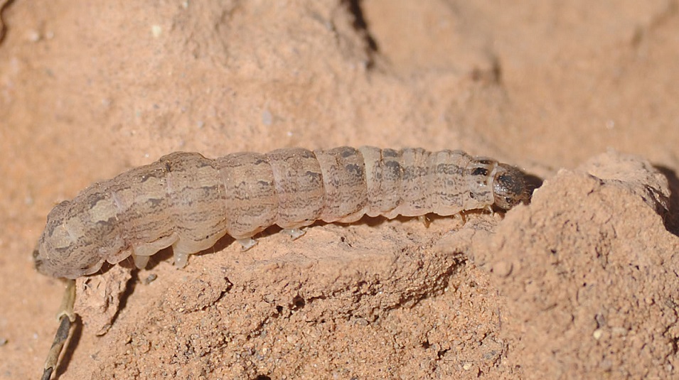 Identificazione - Larva di Noctuidae