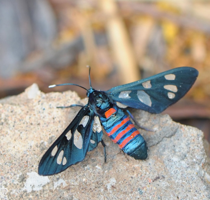 Identificazione - Amata alicia, Erebidae Arctiinae