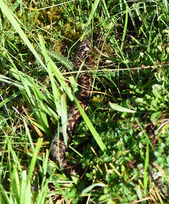 vipera mattiniera