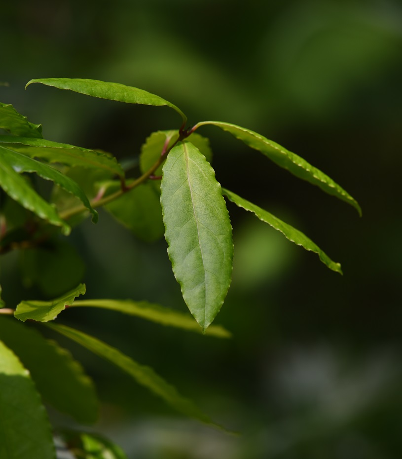 Laurus nobilis / Alloro