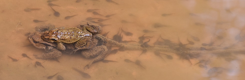 Bufo... verrucosissimus