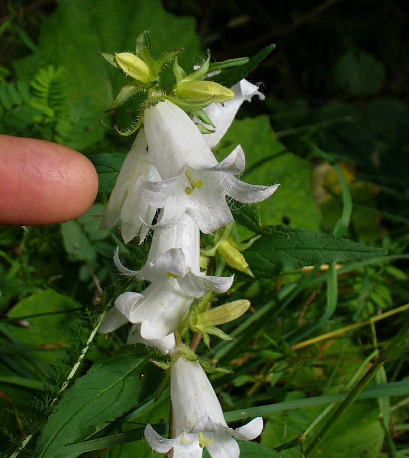 Campanula trachelium / Campanula selvatica