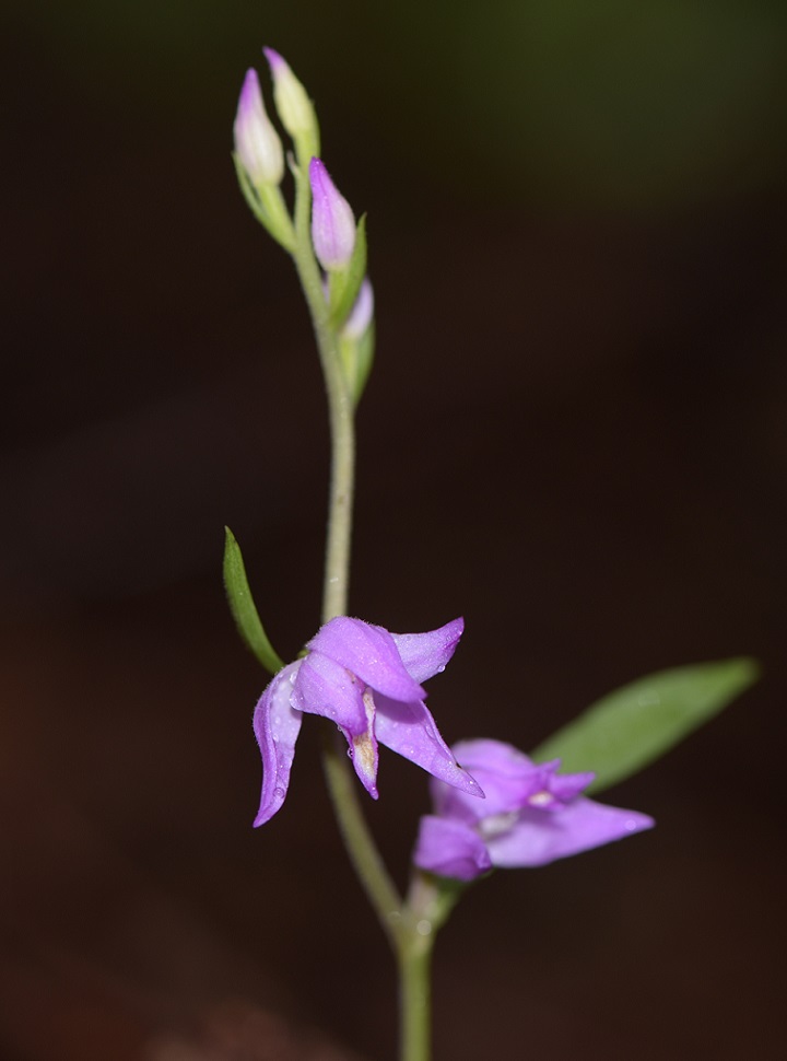 Cephalanthera rubra