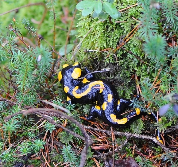 Salamandra salamandra