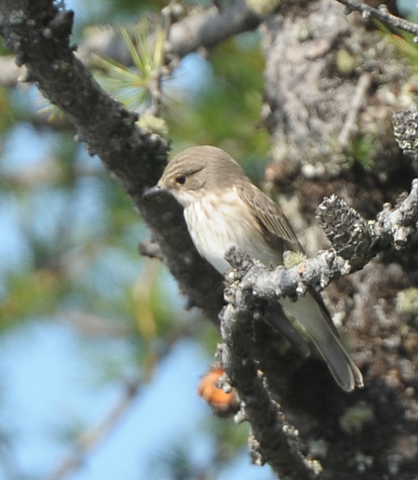 Pigliamosche / Muscicapa striata