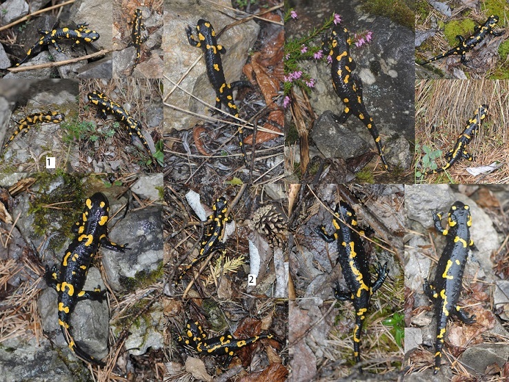 Salamandra pezzata