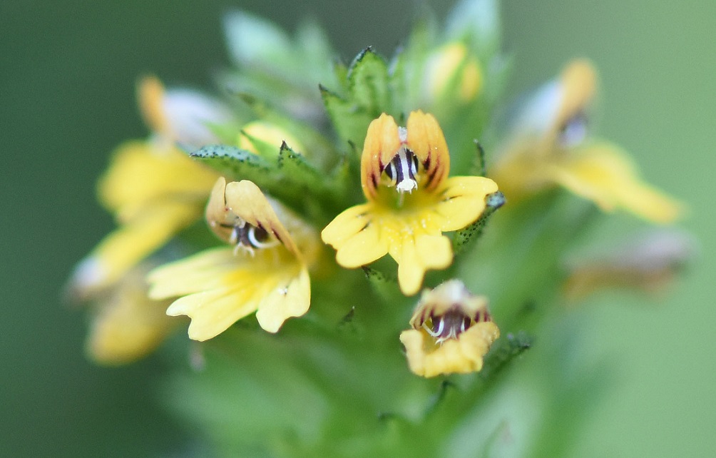 Euphrasia sp.