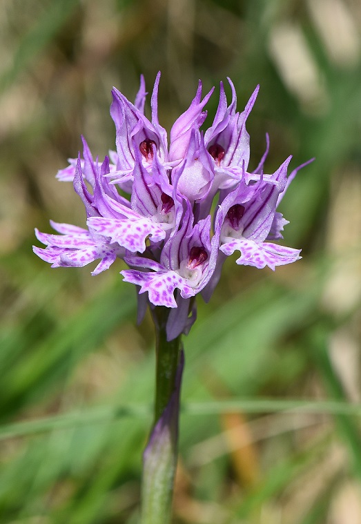 Neotinea tridentata