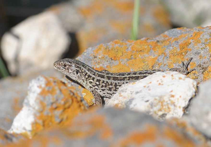 Lacerta agilis turca