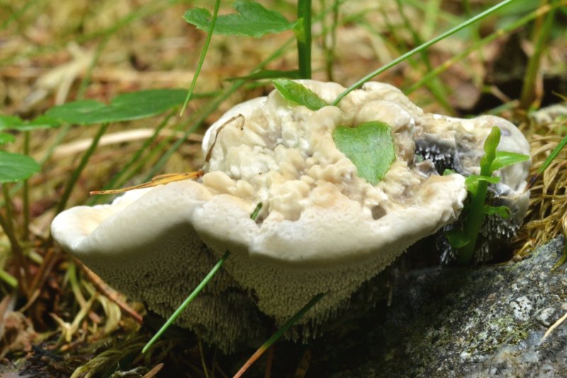 Hydnellum suaveolens: scheda fotografica