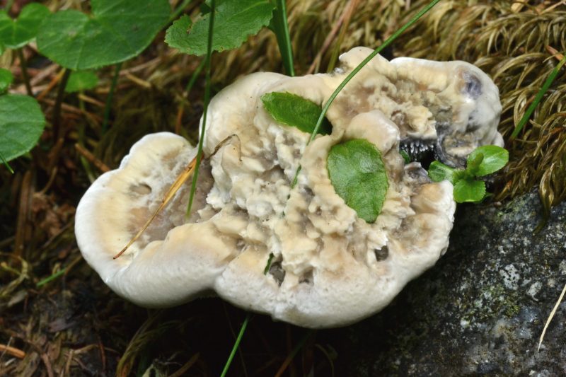 Hydnellum suaveolens: scheda fotografica