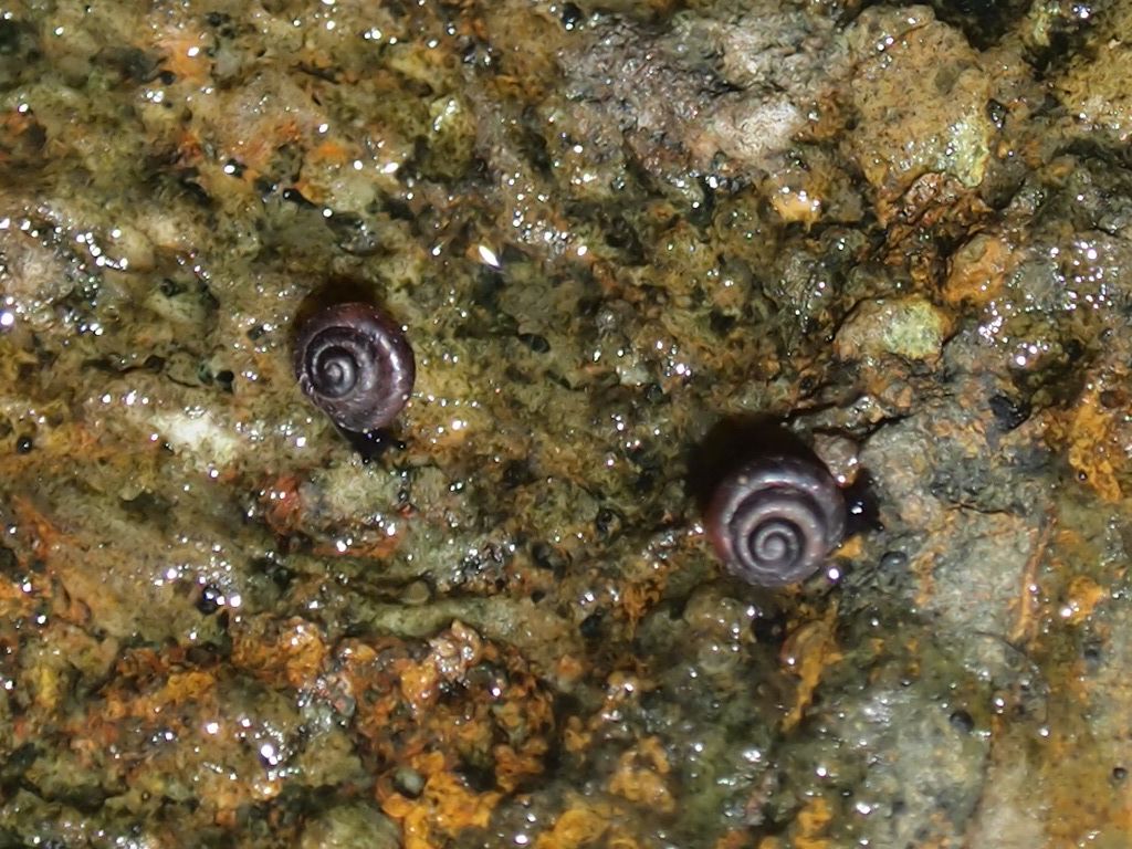 Pyramidula rupestris (pareti umide del corleonese (PA)