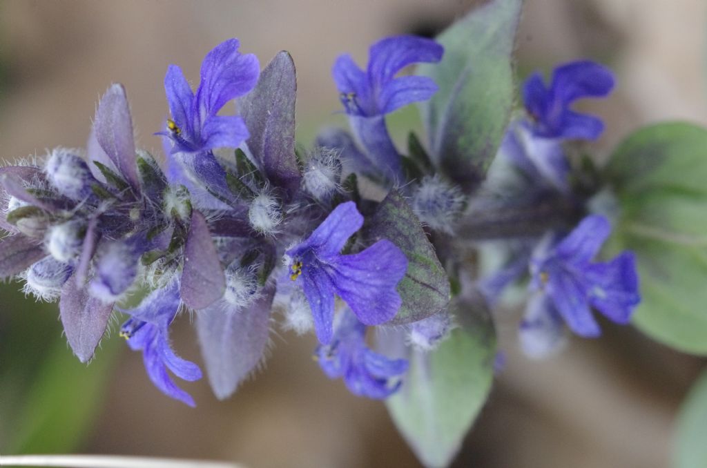 Salvia ?- no, Ajuga reptans L.