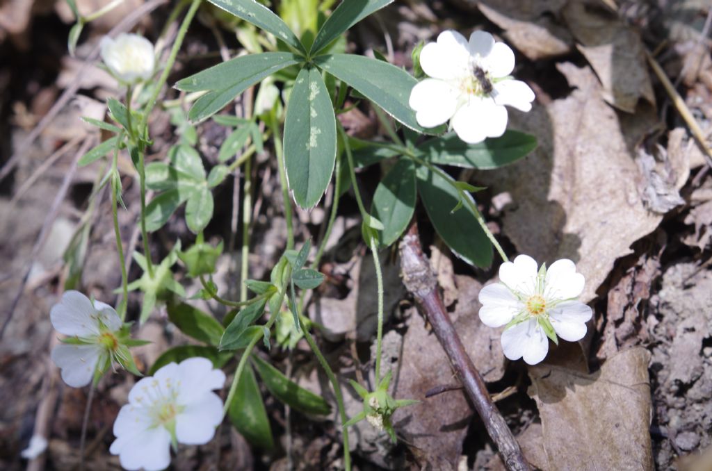 Potentilla alba L. - Collina di Torino