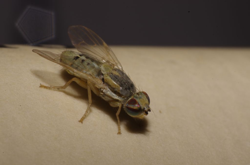 Maschio di Terellia longicauda/virens (Tephritidae)