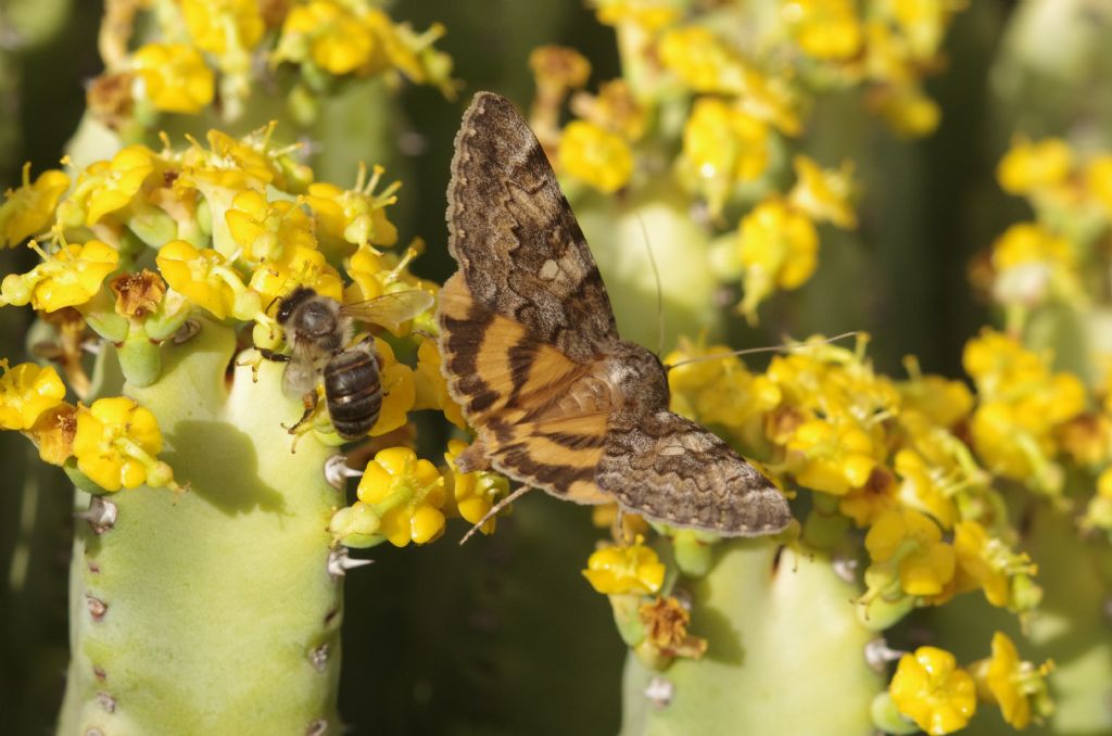 Farfalle su Euphorbia resinifera: Catocala nymphaea - Erebidae