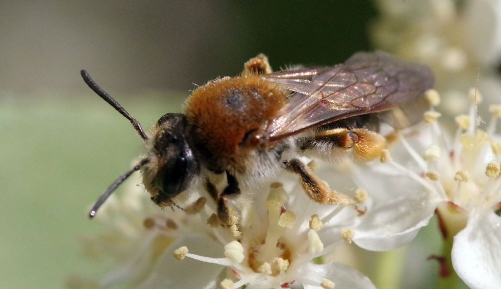 Andrena? S, Andrena haemorrhoa, femmina