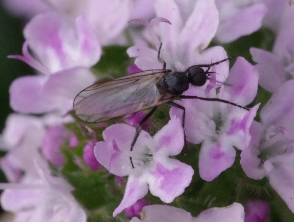 Empididae: Empis sp., maschio