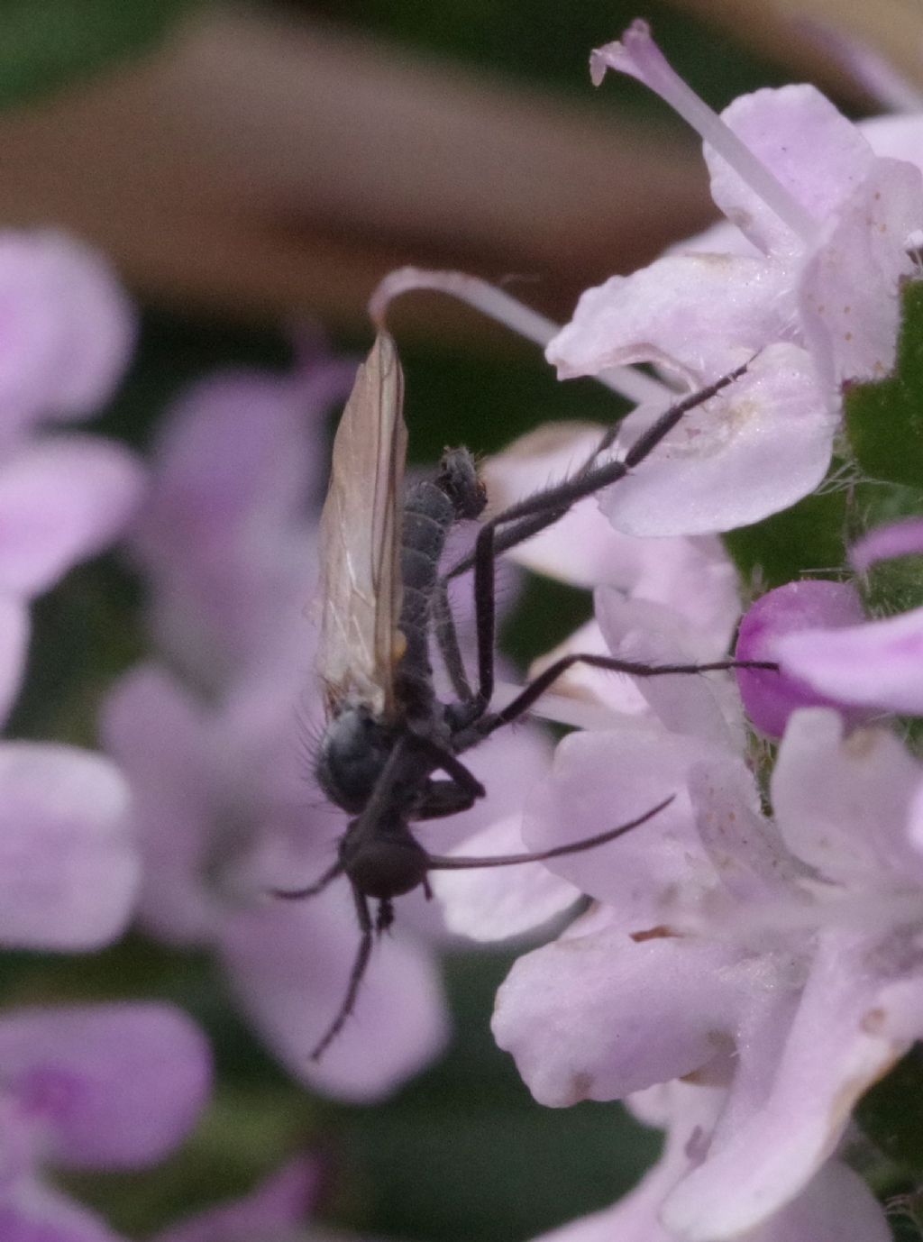 Empididae: Empis sp., maschio