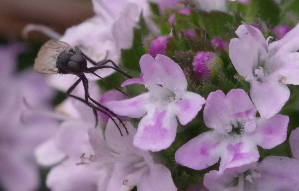 Empididae: Empis sp., maschio