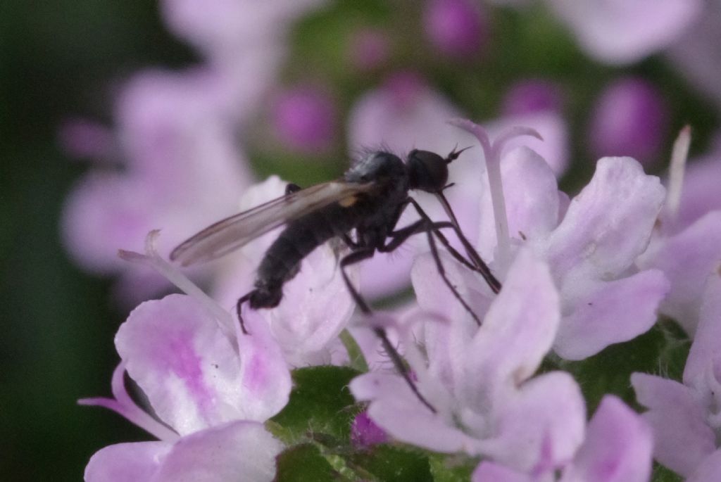 Empididae: Empis sp., maschio