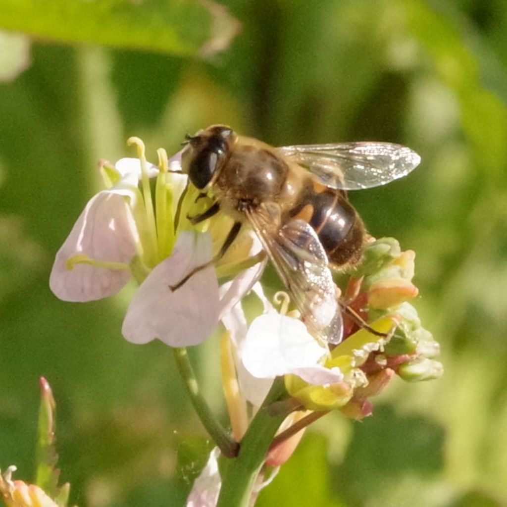 Eristalis tenax ?....  Eristalis sp.