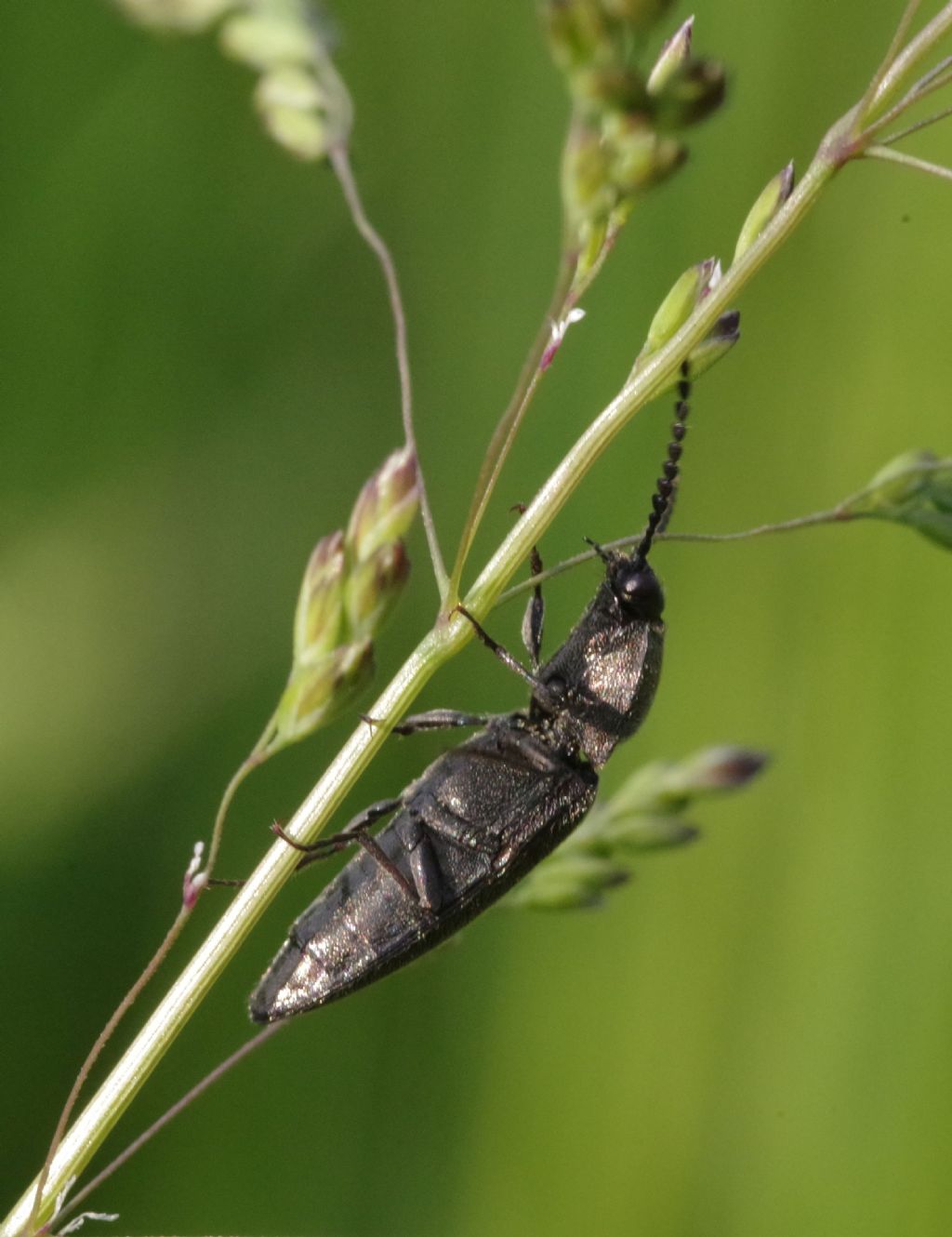Elateridae: Cidnopus pseudopilosus