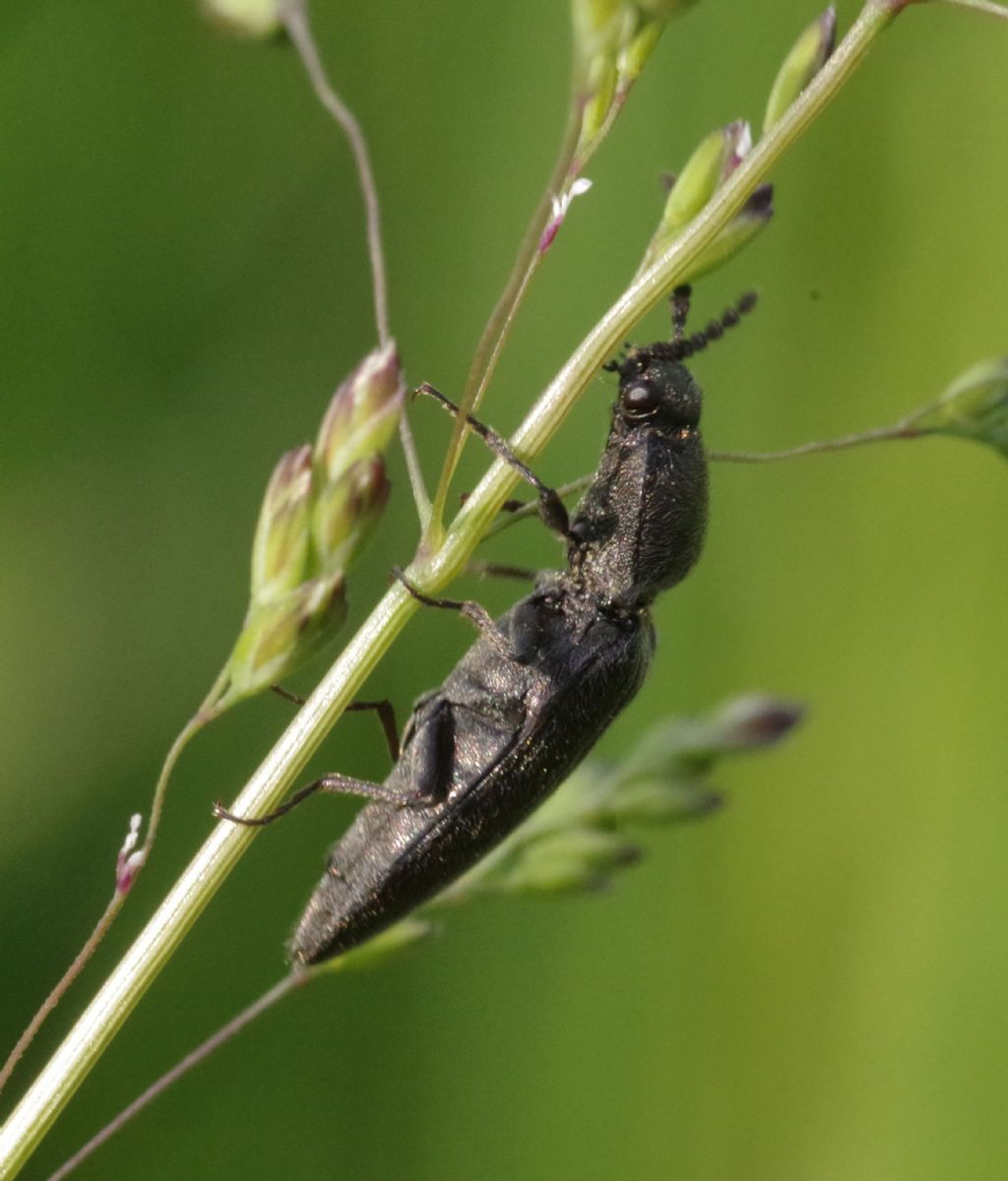 Elateridae: Cidnopus pseudopilosus