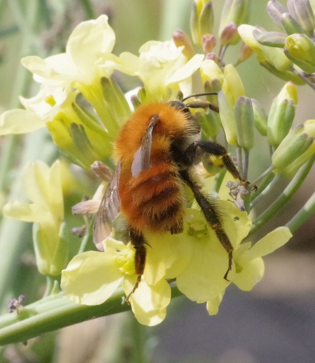 Apidae: Bombus pascuorum