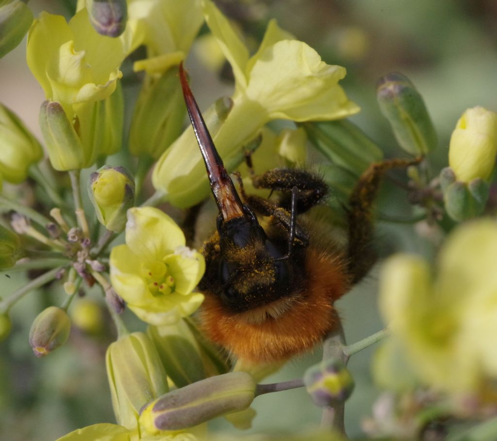 Apidae: Bombus pascuorum