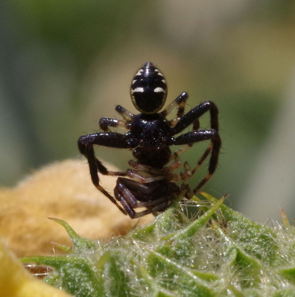 piccolo, nero e bianco: Synema globosum - Lecco