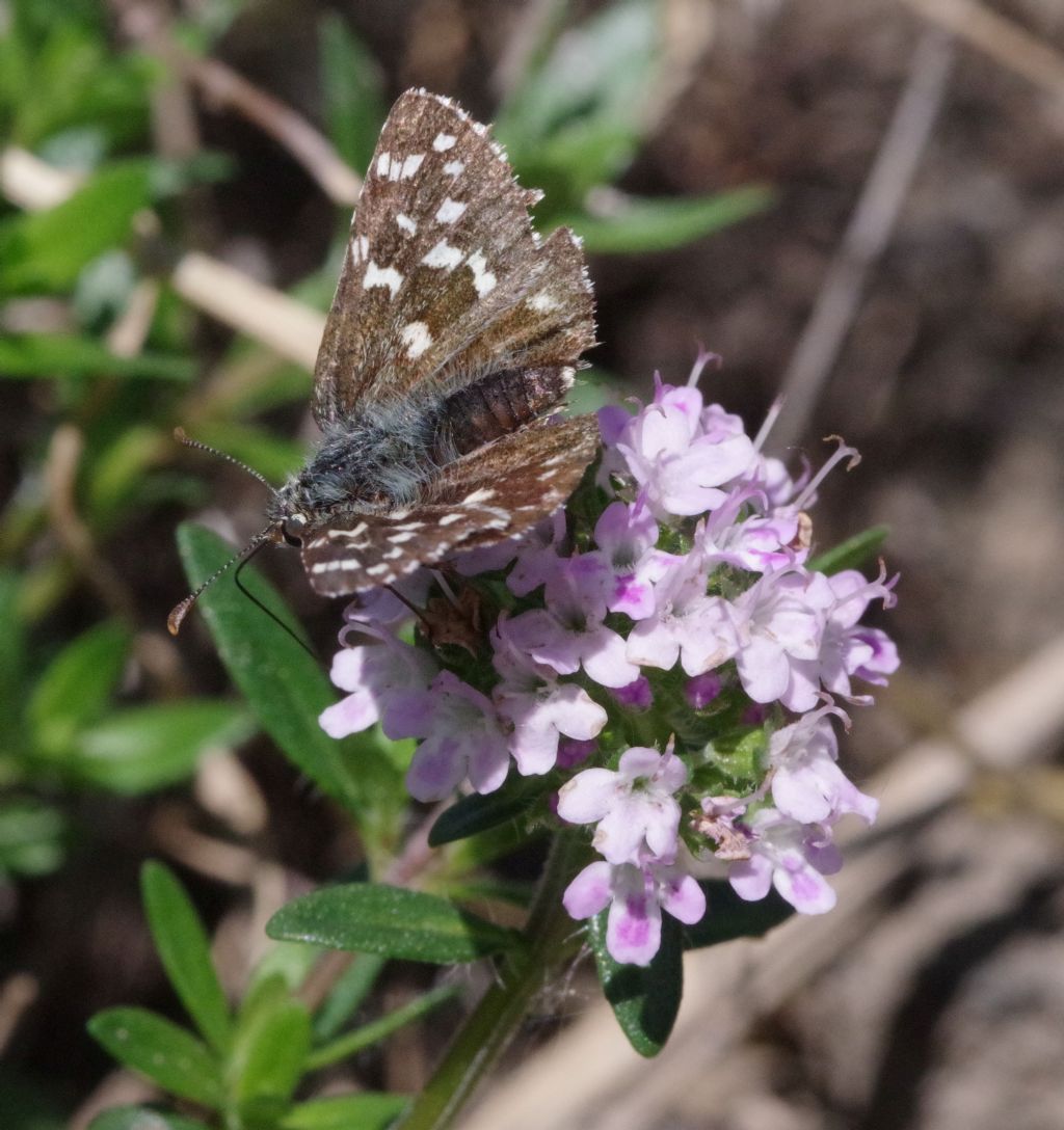 Hesperidae - Pyrgus sp. ? S, Pyrgus malvoides