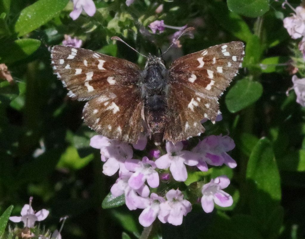 Hesperidae - Pyrgus sp. ? S, Pyrgus malvoides